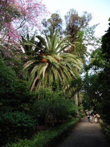 Phoenix dactylifera, of course           